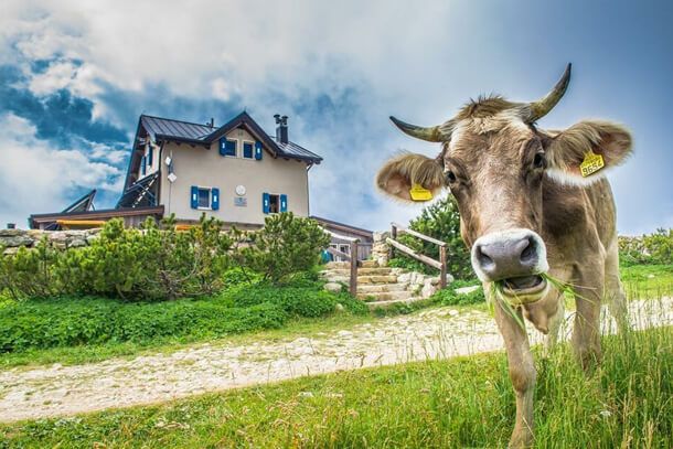 rifugio altissimo damiano chiesa